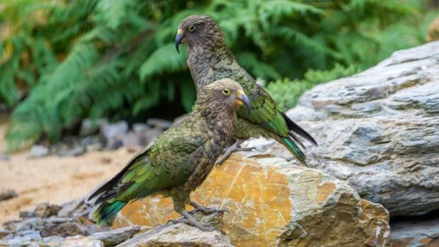 Dva papoušci nestorové (kea) sedící na skále v přírodě.