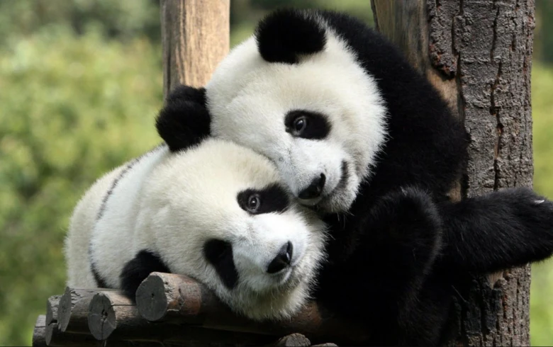 Dva pandi se objímají v zoo na dřevěném prknu.