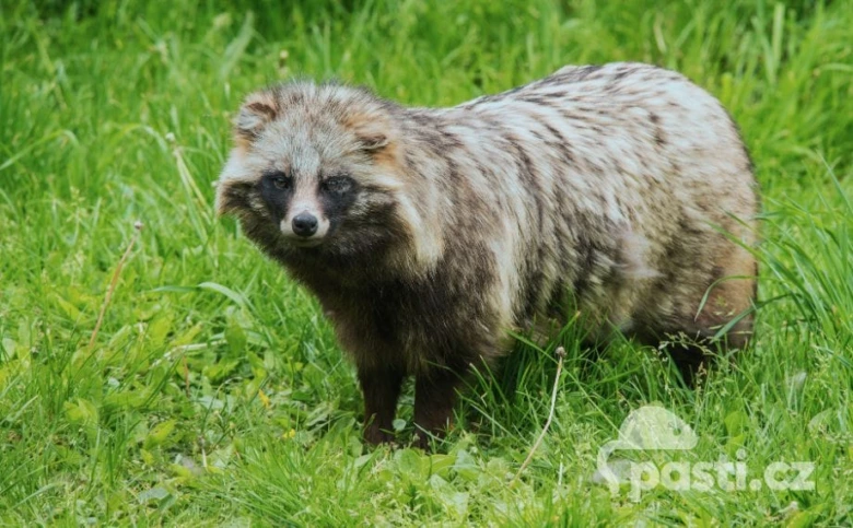 Pes mývalovitý stojí na trávníku a dívá se do kamery.