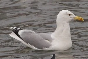Bílý mořský pták plavá na vodě s žlutým zobákem.