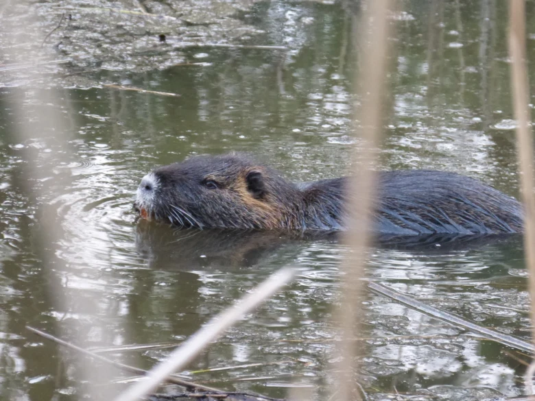 Nutrie říční plavoucí ve vodě mezi rákosím.