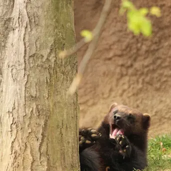 Rosomák divoký se zívá vedle stromu v přírodě.