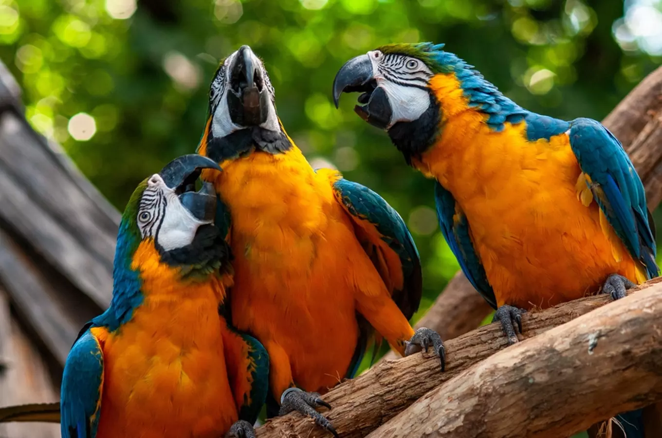 Tři modrožlutá papoušci sedící na větví v areálu zoo.