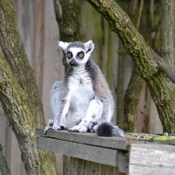 Ring-tailed lemur sitting on wood