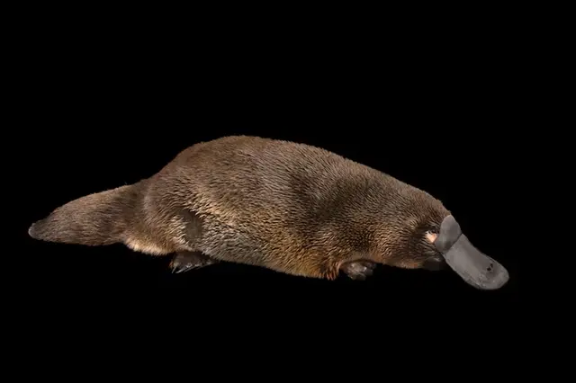 Platýp s hnědým srstí na černém pozadí.