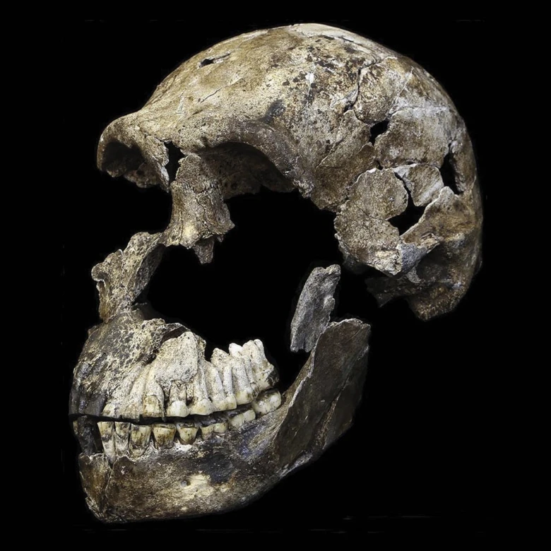 Skřepa lebky druhu Homo naledi s viditelnými zuby.