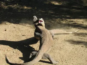 Dva varani komodští se potkávají v boji na písečné zemi.