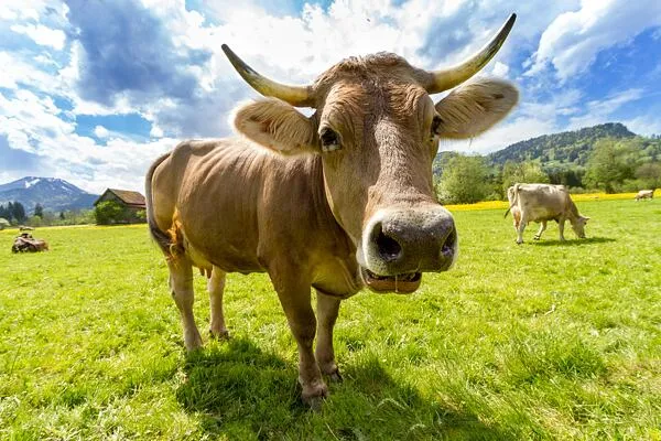 Hnědá kráva stojí na zelené louce s dalšími kravami v pozadí.