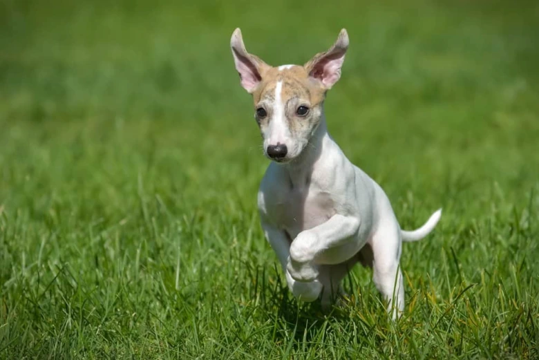 Malý běžecký pes whippet v zelené trávě.