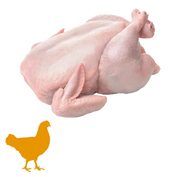 Surové celé kuře bez peří na bílém pozadí.