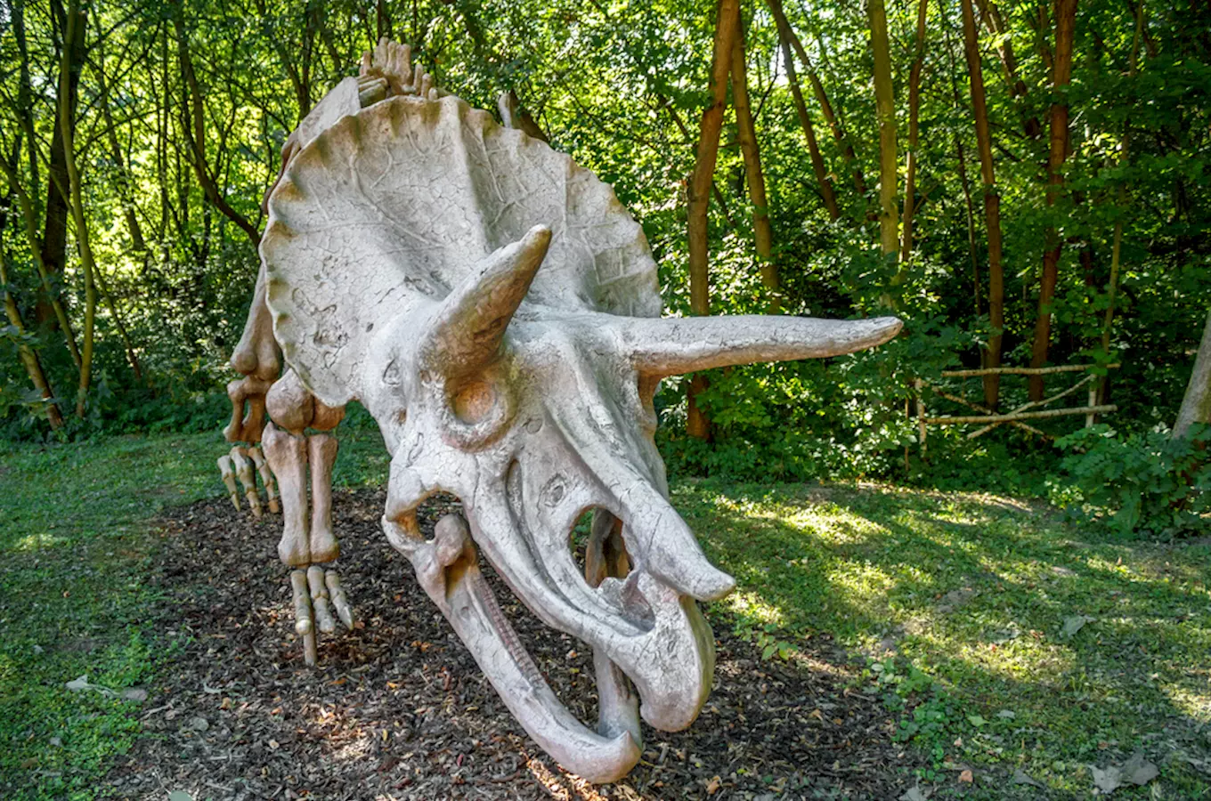 Ocelotrickoceratopsova kostra na venkovní výstavě pro děti.