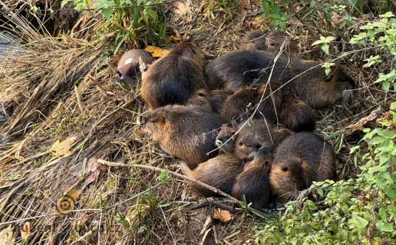 Skupina říčních nutri v přírodě mezi trávou.