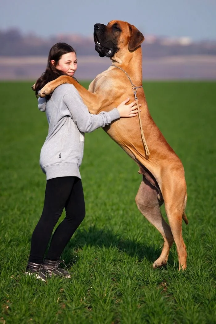 Dívka objímá velkého psa rasy anglický mastif na trávníku.