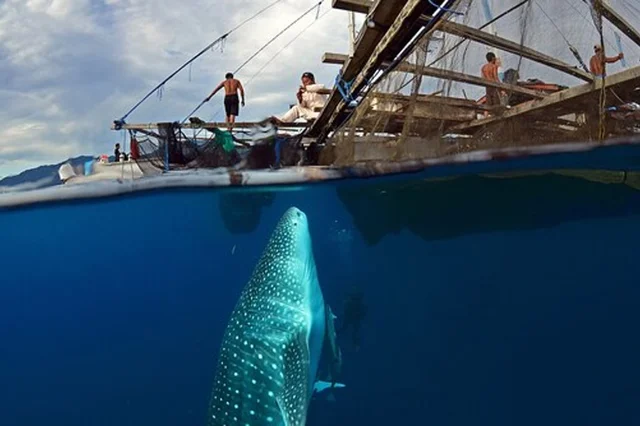 Velrybí žralok plaví pod lodí v oceánu.