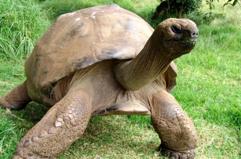 Velká galápagos želva chodící po trávě.