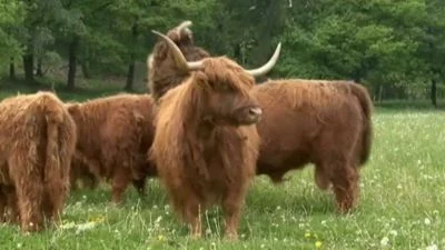 Skupina skotů Highlands stojí na trávníku před lesním pozadím.