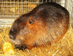 Guinea pig in cage with hay and corn