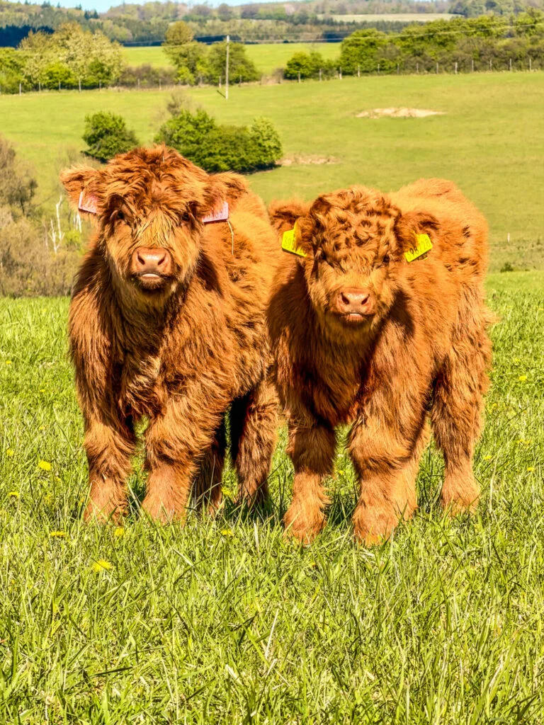 Dva mláďata plemene highland stojí na zelené louce.