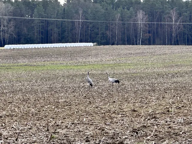 Two cranes in field