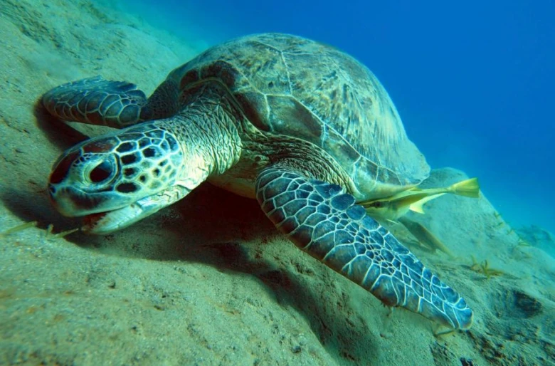 Mořská želva odpočívá na dně oceánu mezi malými rybami.