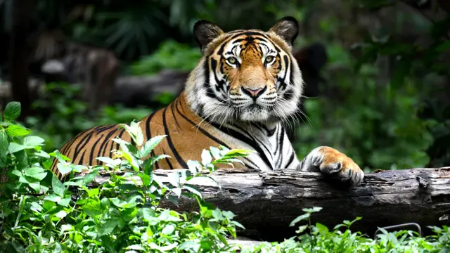 Tiger resting on log