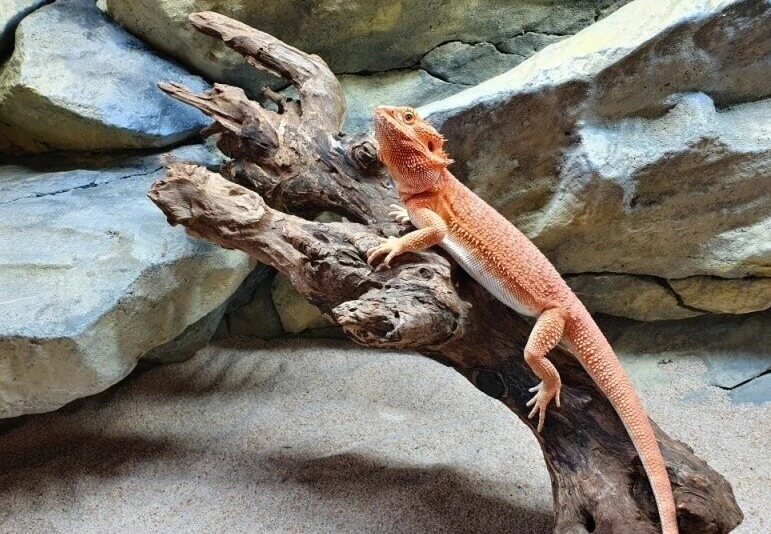 Oranžový agama chameleon sedící na kusu dřeva.