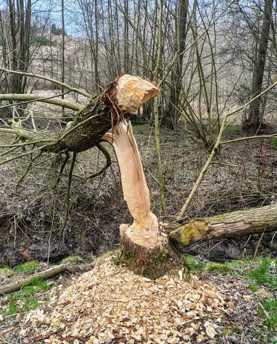Bobr obecný kácí strom v lese.