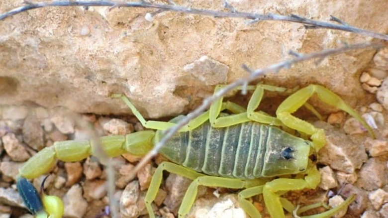 Žlutý skorpion na kamenném podkladu v přírodě.