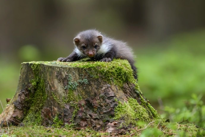 Young stoat on stump