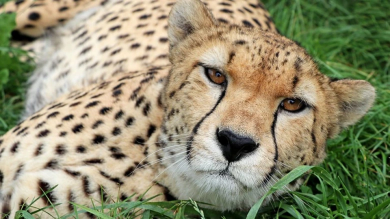 Překvapivě upovídaný gepard leží na zelené trávě.