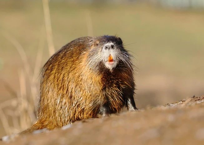 Nutrie stojí na břehu řeky s otevřenou pusou.