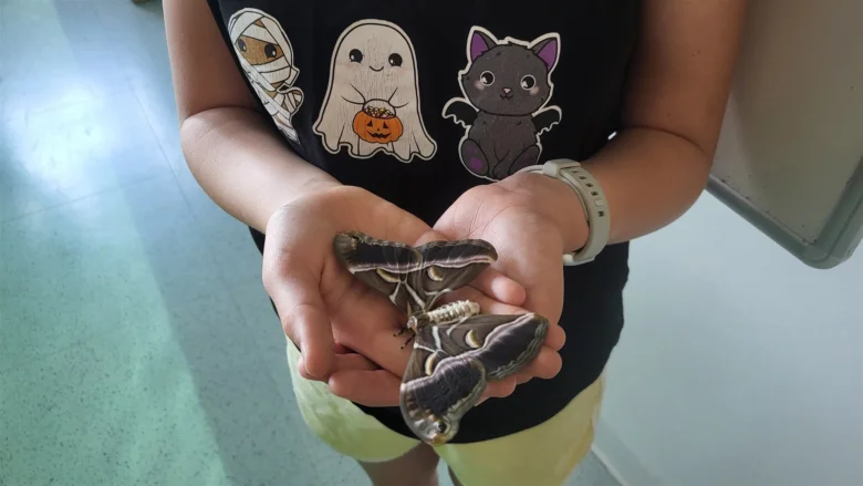Velký martináč v rukou člověka na světlém pozadí.