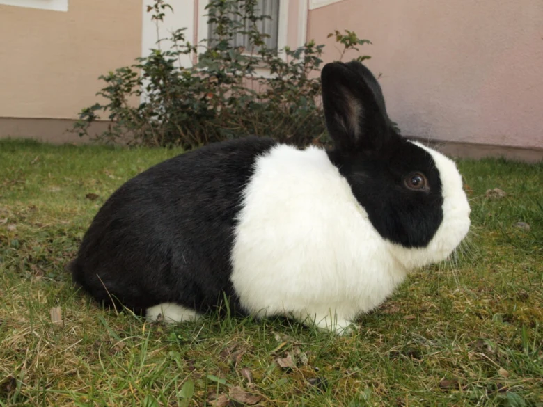 Černobílý králík sedí na trávě před domem.
