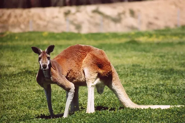 Klokan australský stojí na trávníku a hledí do kamery.