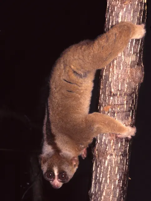 Pomalý loris visí na kmeni stromu s velkýma očima.