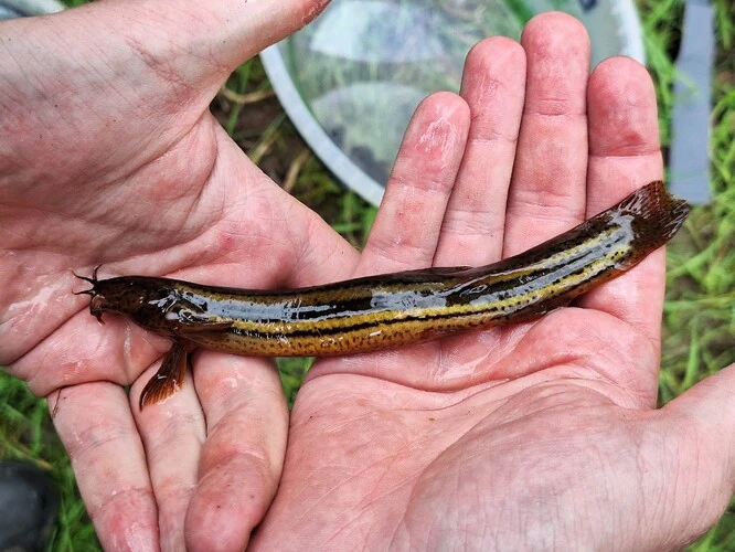 Malá ryba slunka obecná držená v rukou člověka venku.