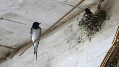 Swallow and nest