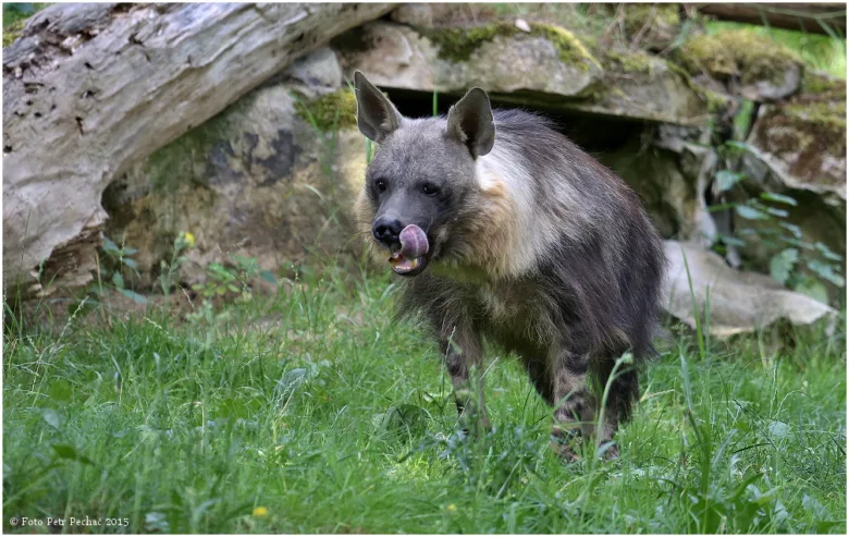 Pásková hiena stojí na trávě u skalního útesu.