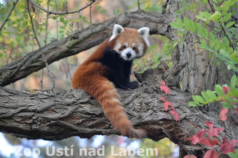 Červená pandička sedí na větvě stromu v přírodě.