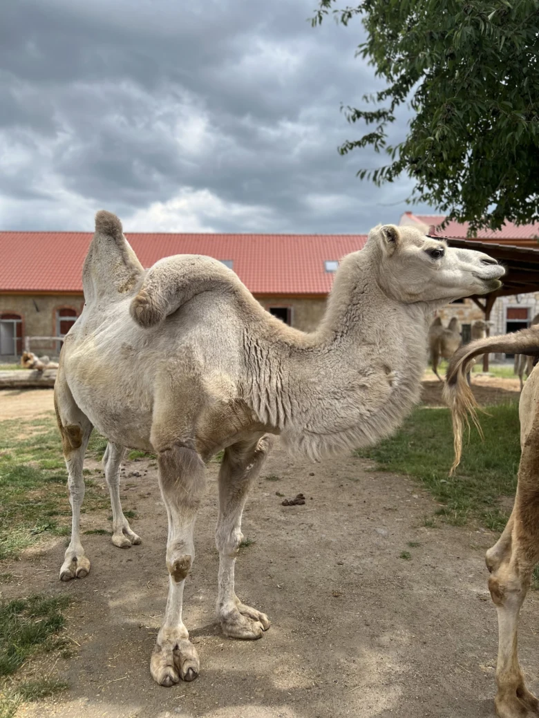 Slonovitý kůň stojí na chodníku v areálu zoologické zahrady.