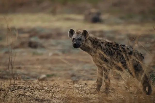 Mladý pes hyenovitý stojí v suché trávě a dívá se na diváka.