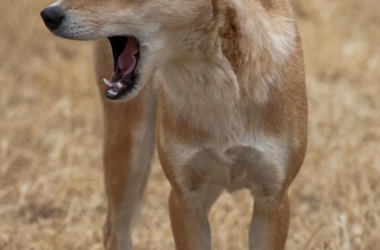 Dingoo v suché trávě se zívá s otevřenou tlamou.