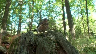 Brhlík lesní sedí na kmeni stromu v lese.