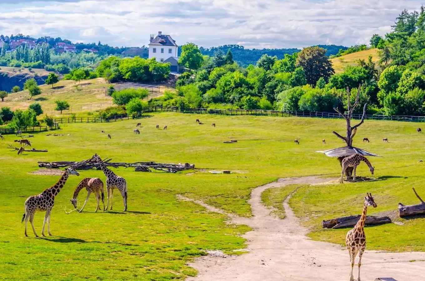 Žirafy v prostorném výběhu české zoologické zahrady.