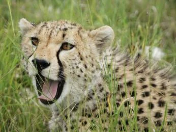 Cheetah in grass