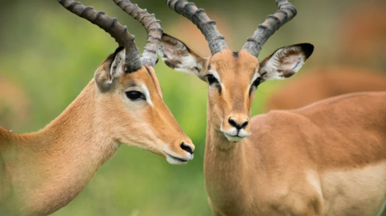 Dvě antilopy impala stojící vedle sebe v přírodě.