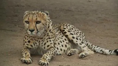 Puma ležící na zemi s pohledem přímo do objektivu.