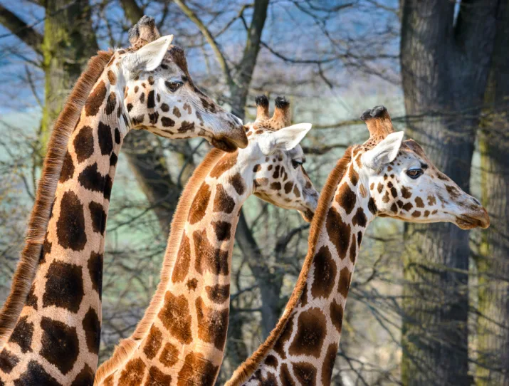 Tři žirafy stojí vedle sebe mezi stromovím.