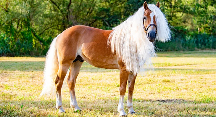 Hnědý hafling s dlouhým bílým hřívou stojí na travnatém pozadí.