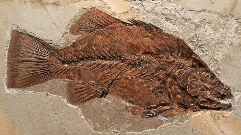 Fosilie ryby zachycená v sedimentární hornině